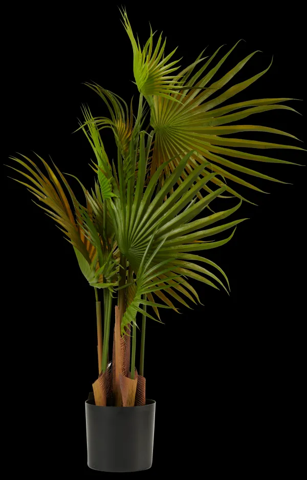 Areca Palmeira Verde>CASA Flash Sale