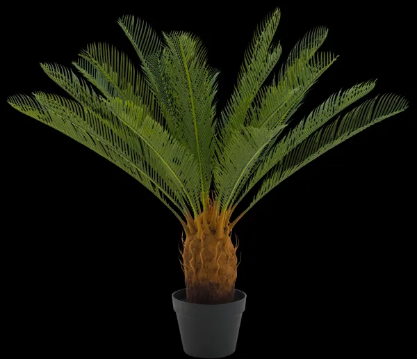 Cycas Palmeira Verde>CASA Hot