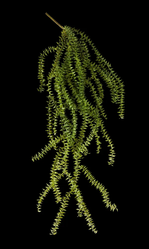 Fern Ramo De Samambaia Verde>CASA Flash Sale