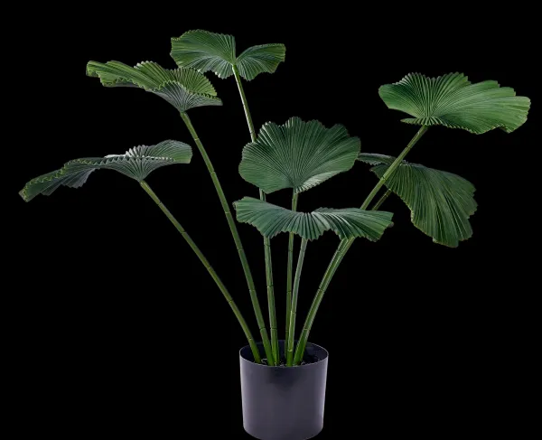 Lotus Planta Verde>CASA Fashion