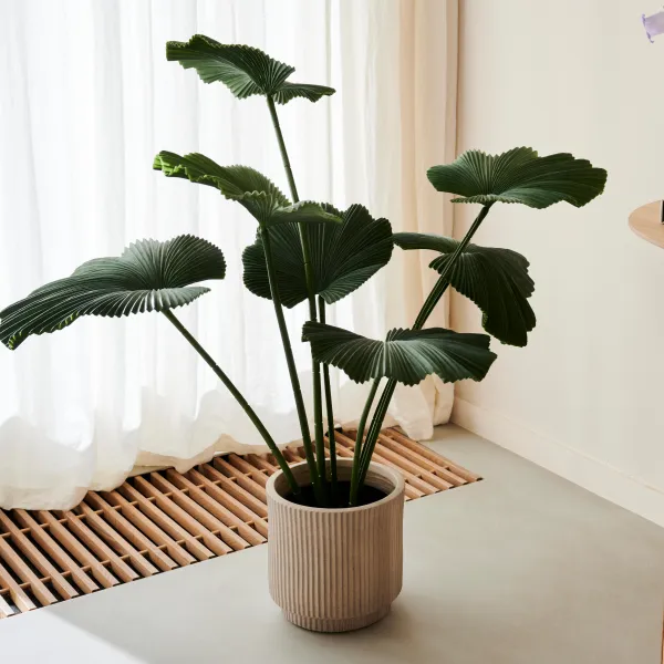 Lotus Planta Verde>CASA Fashion