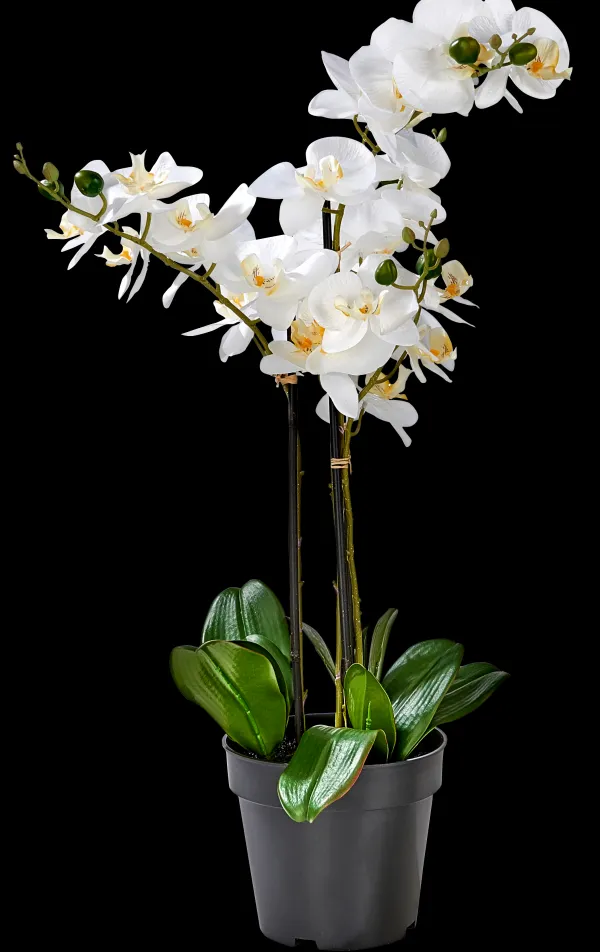 Orchid Orqu Dea Em Vaso Branco>CASA Sale