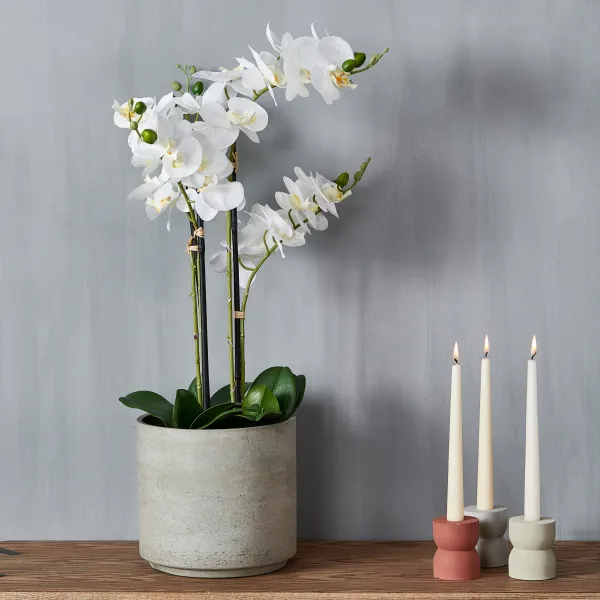 Orchid Orqu Dea Em Vaso Branco>CASA Sale