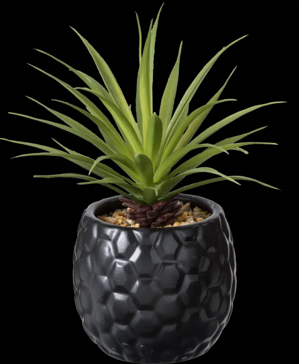 Pina Planta Anan S Em Vaso Preto>CASA Clearance