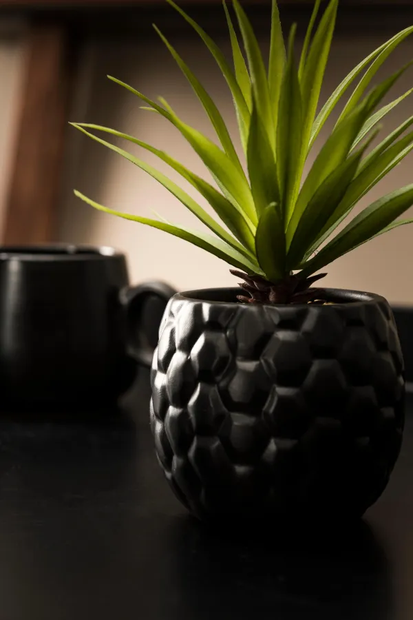 Pina Planta Anan S Em Vaso Preto>CASA Clearance